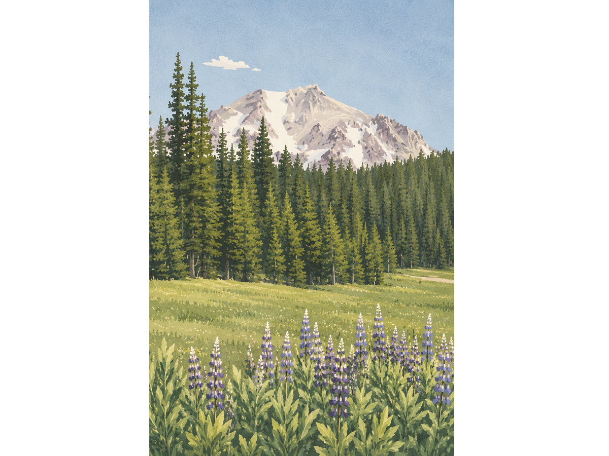Mount Lassen Art Print | California Wildflower Mountain Art - Image 3