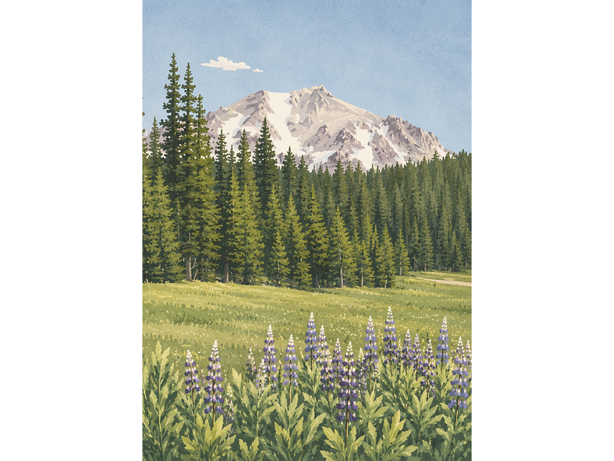 Lassen Lupine