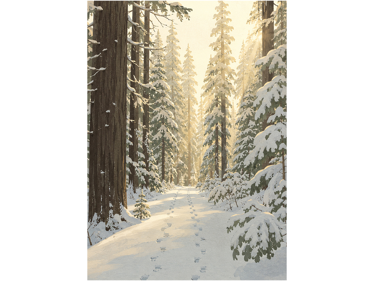 Pine Tree Path